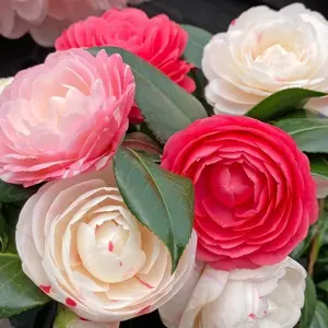 Camellia 'Winter Festival'